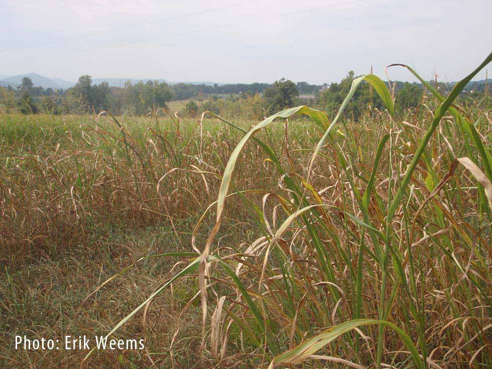 Field in Carroll County Arkansas